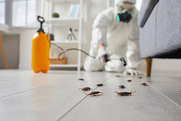 Post-Treatment Bed Bug Interceptor Monitoring in Reedley